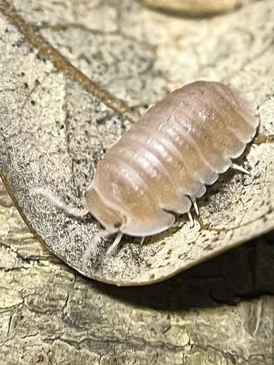 plant/10 ct Papaya-0-thumbnail