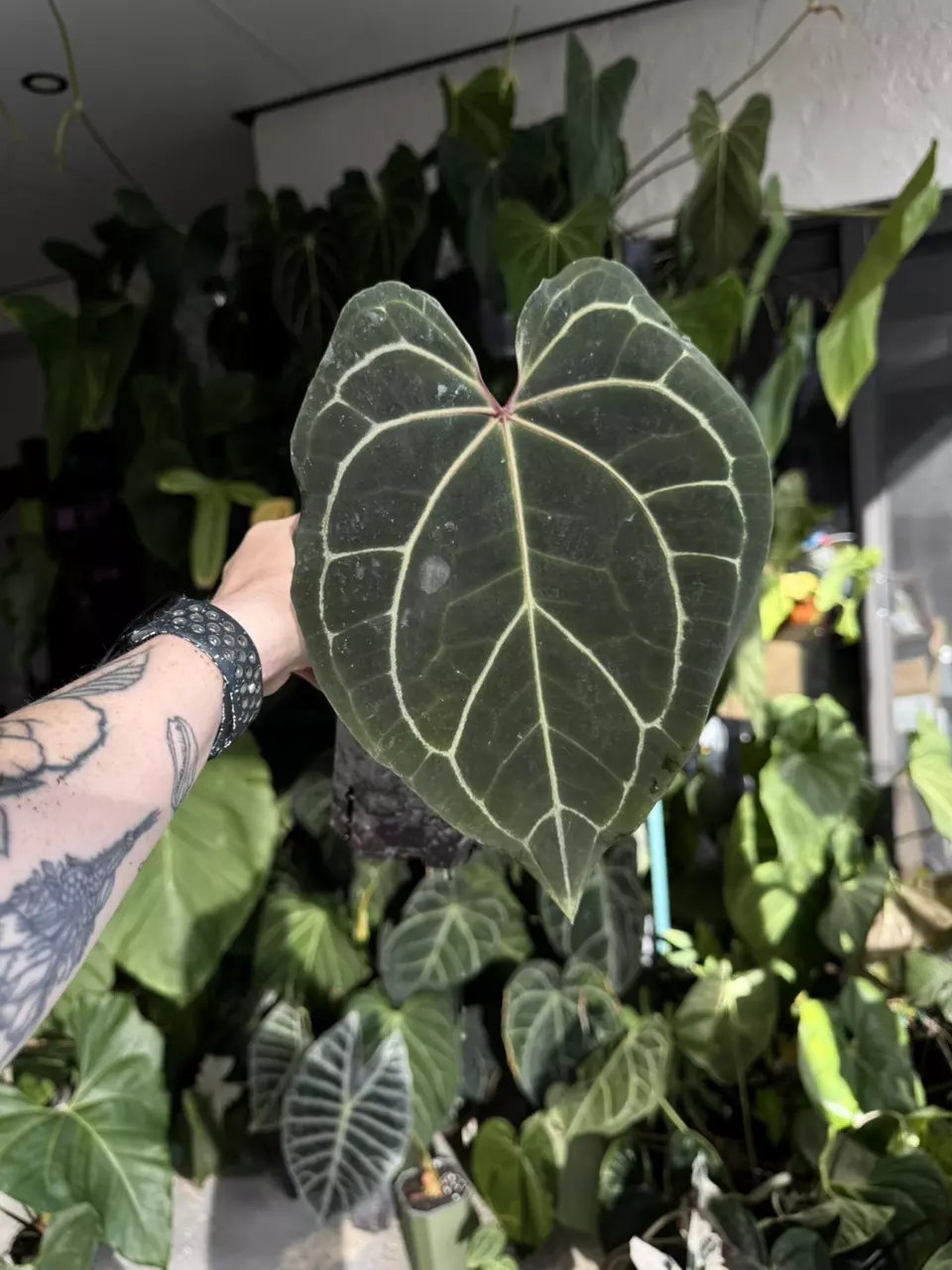 plant/Tezula AOS x Tim Anderson-0