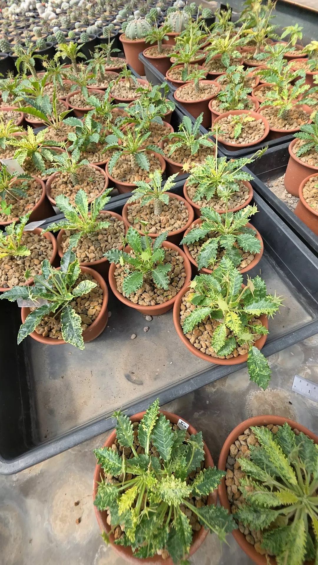 plant/Dorstenia variegated gc-0