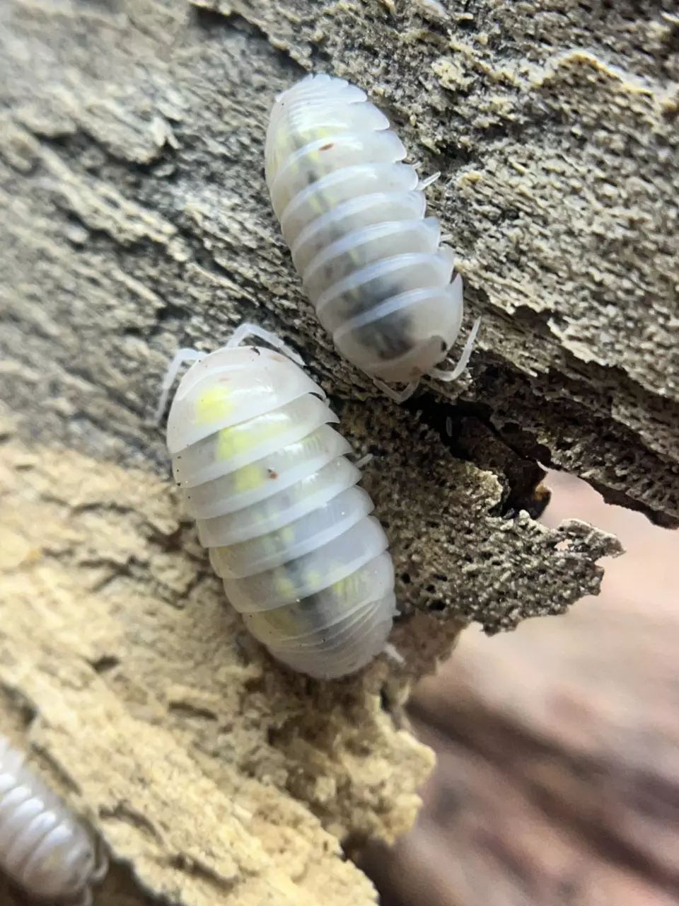 plant/10ct Japanese Magic Potion-0