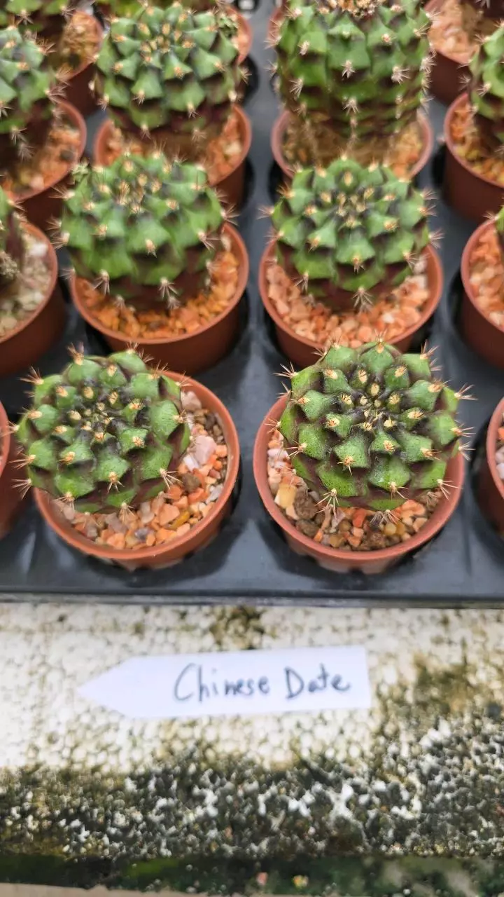 plant/gymnocalycium chinese date gc-0