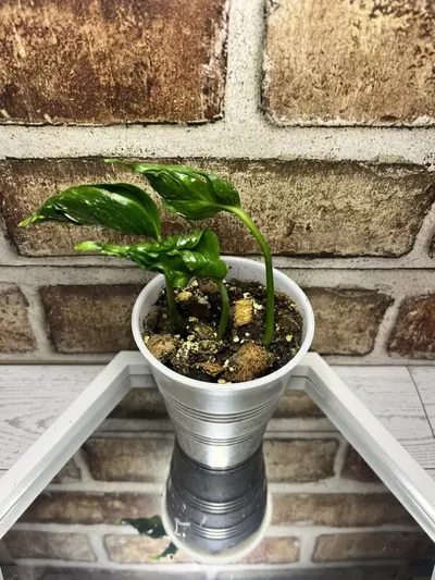 plant/Shangri La Pothos-0-thumbnail