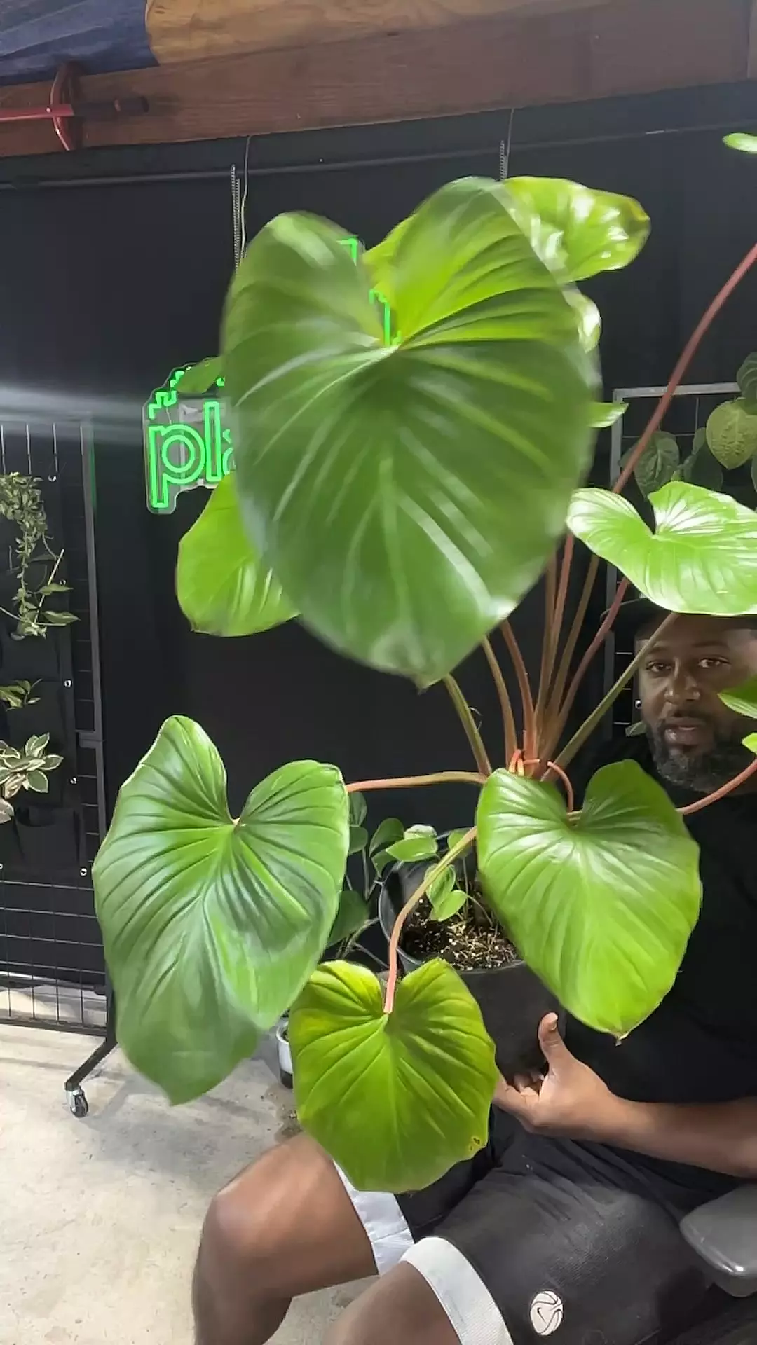 plant/Homalomena rubescens-0