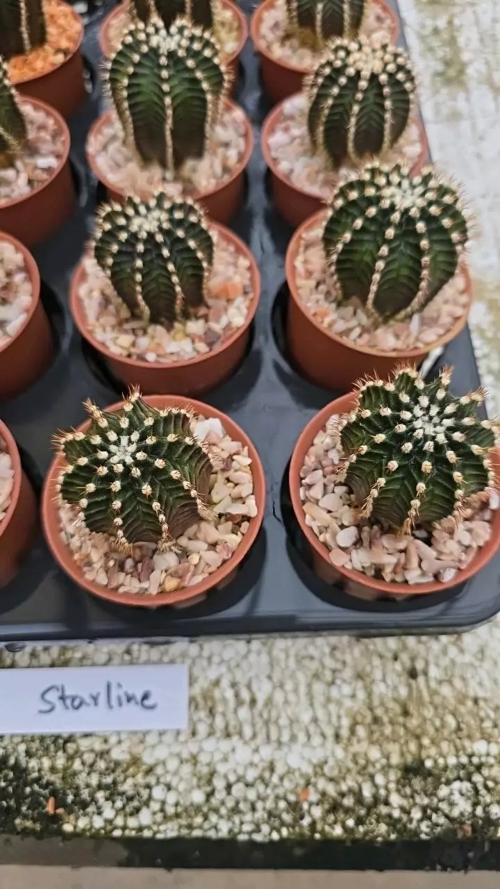 plant/gymnocalycium starline gc-0