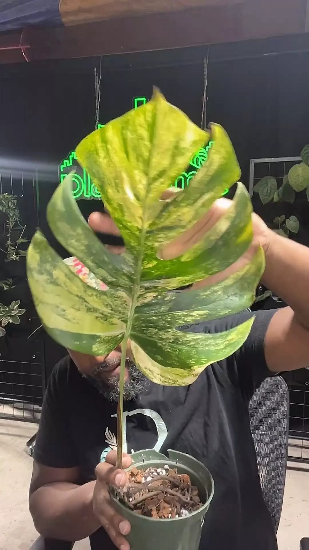 plant/Monstera áurea 1 leaf rooted-0