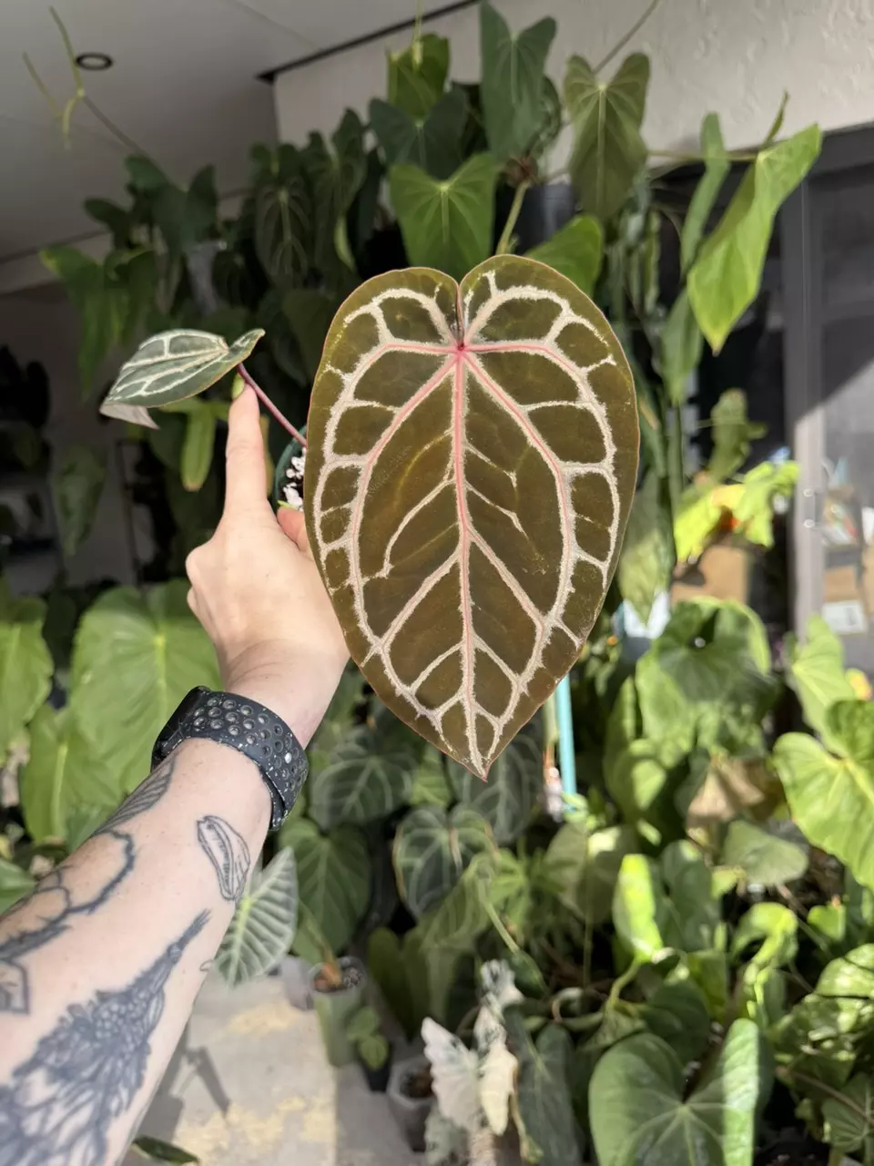 plant/Tezula red Crystal-0