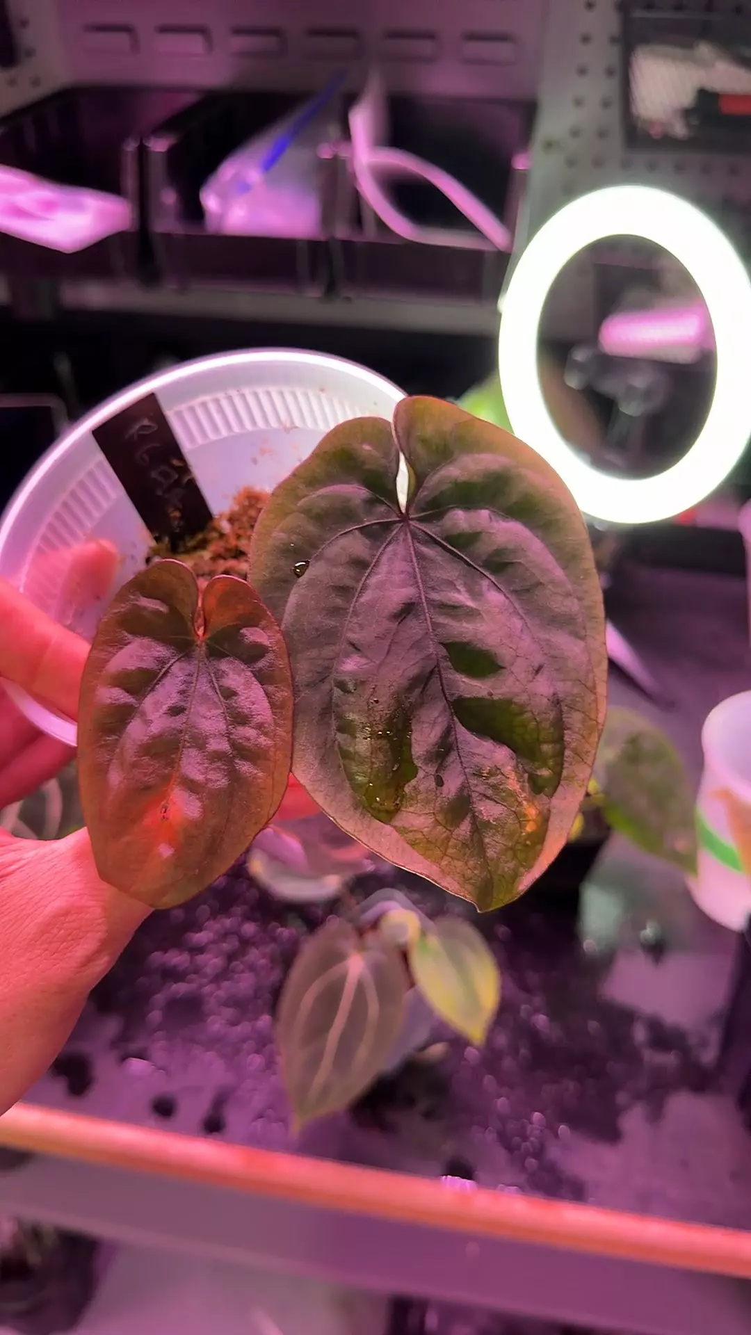 plant/dressleri RG F1A-0