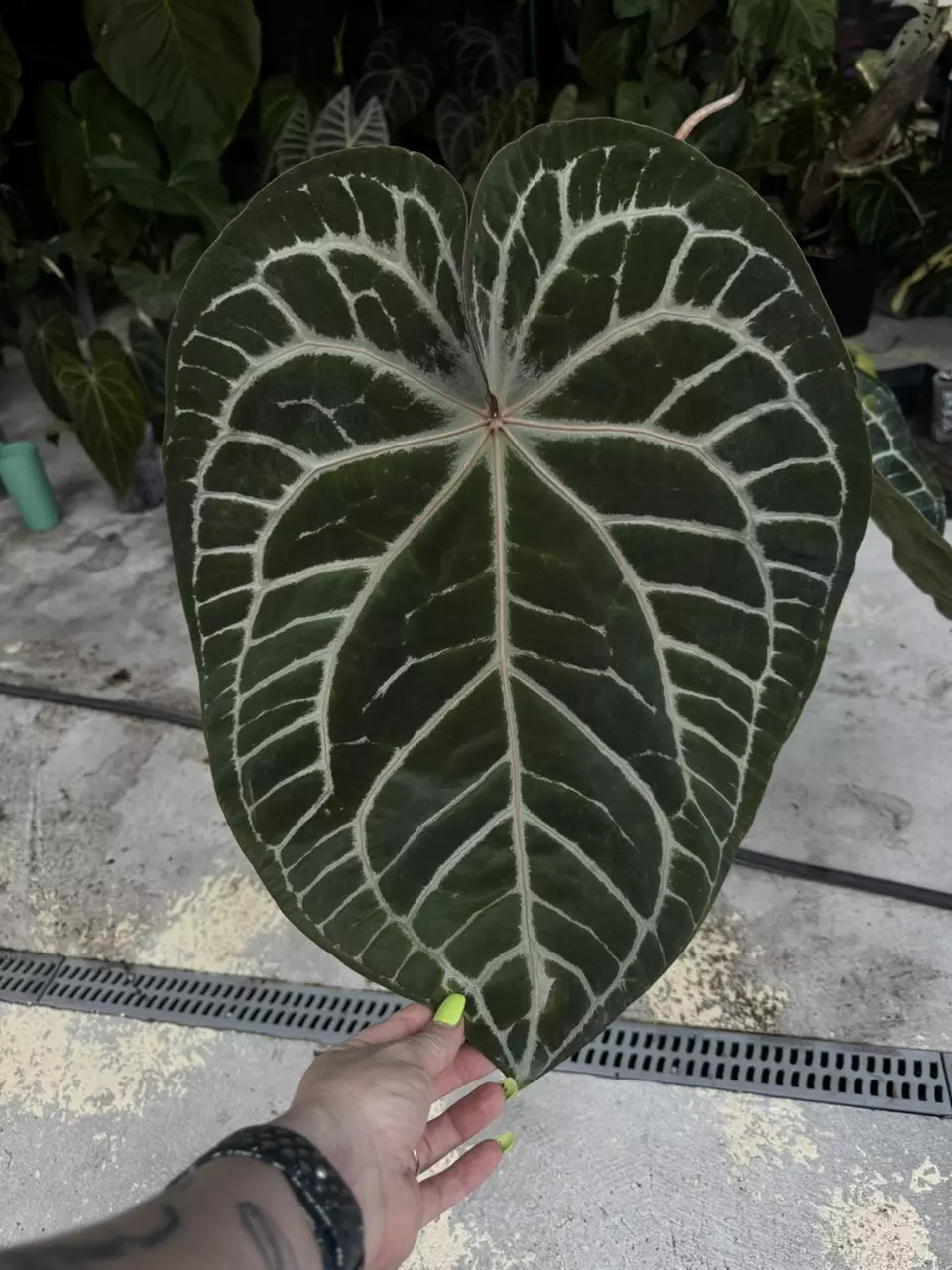 plant/anthurium Tim Anderson red crystal-0