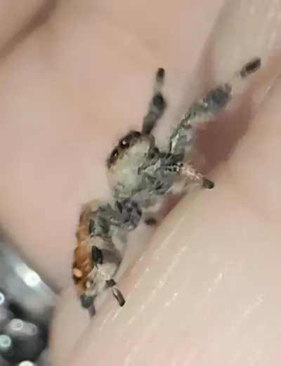 plant/JU-6F-4-thumbnail