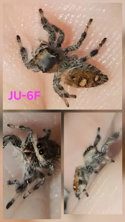 plant/JU-6F-0-thumbnail