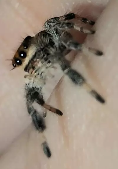 plant/JU-6F-2-thumbnail