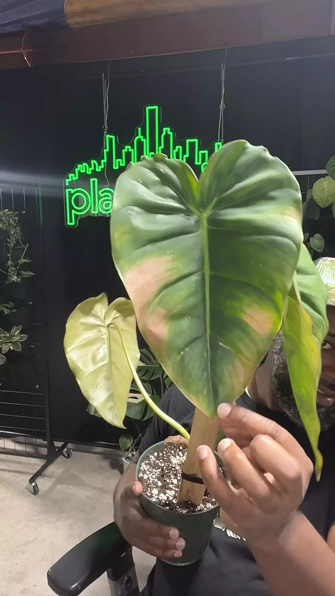 plant/Gloriosum x billetae-0