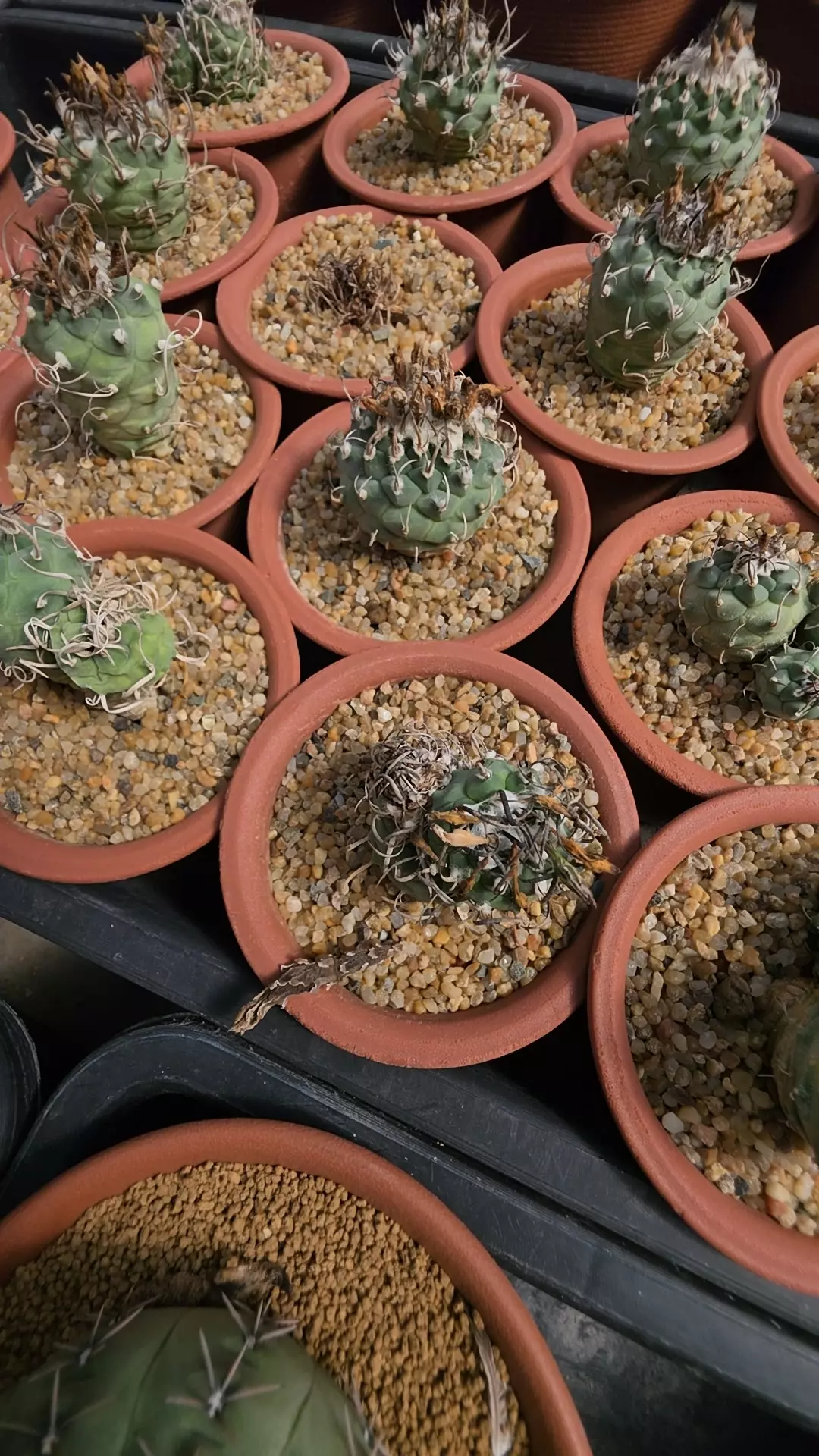 plant/Turbinicarpus swarzii gc-0