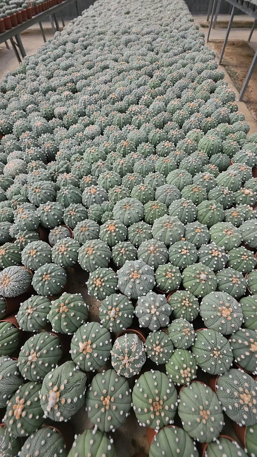 plant/Astrophytum small gc-0
