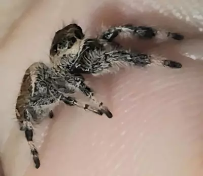 plant/JU-6F-3-thumbnail