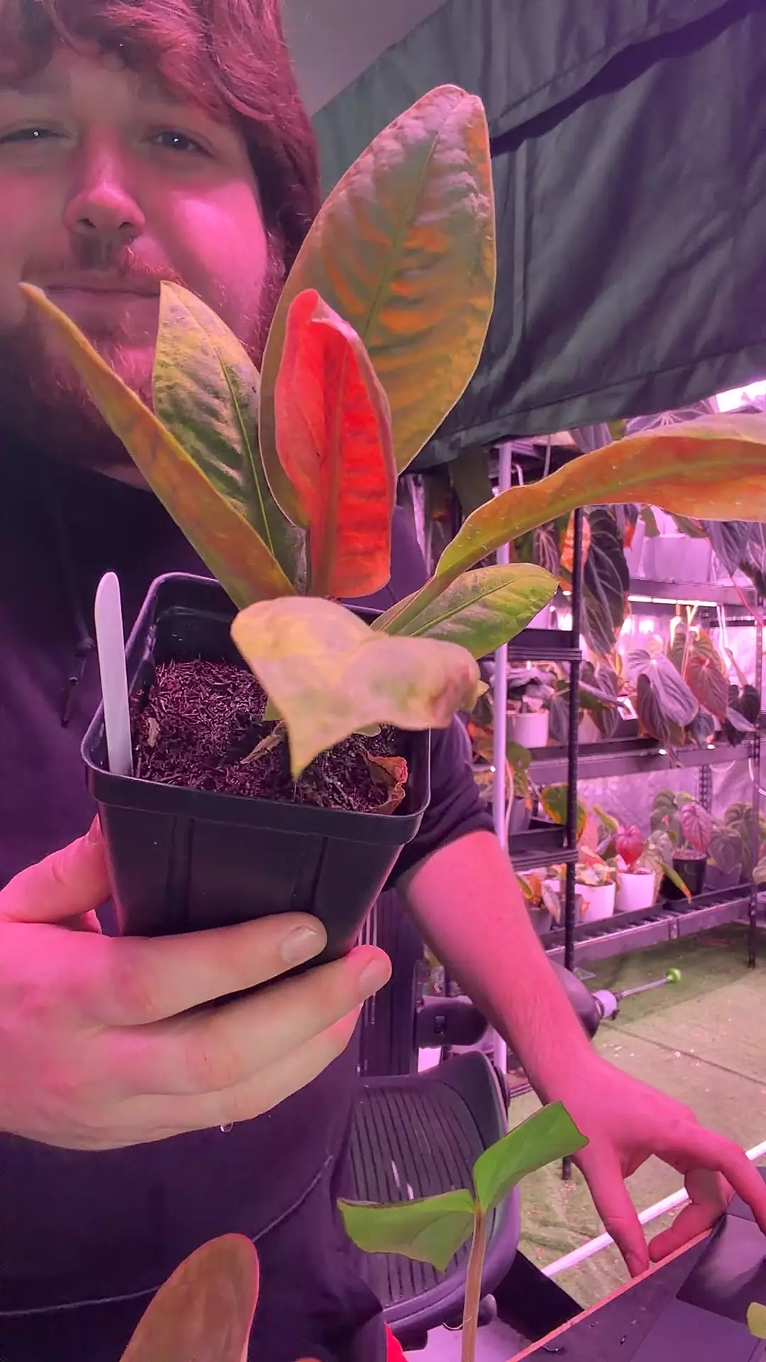 plant/Anthurium willifordii-0