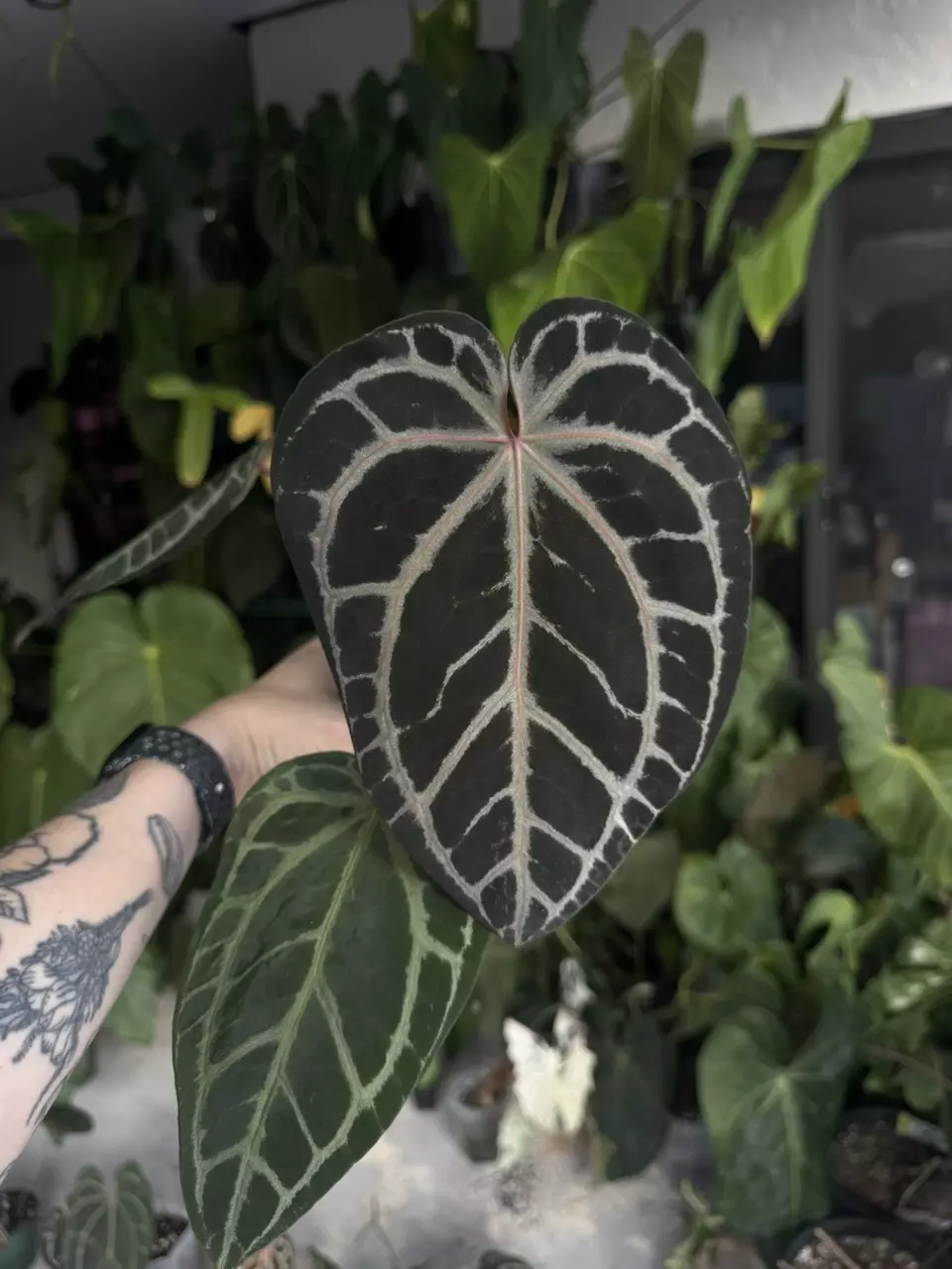 plant/Tezula red Crystal-0