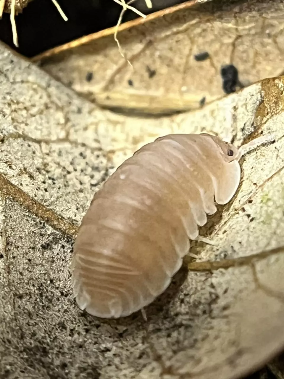 plant/10 ct Papaya-1