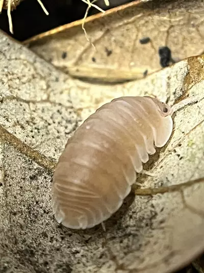 plant/10 ct Papaya-1-thumbnail