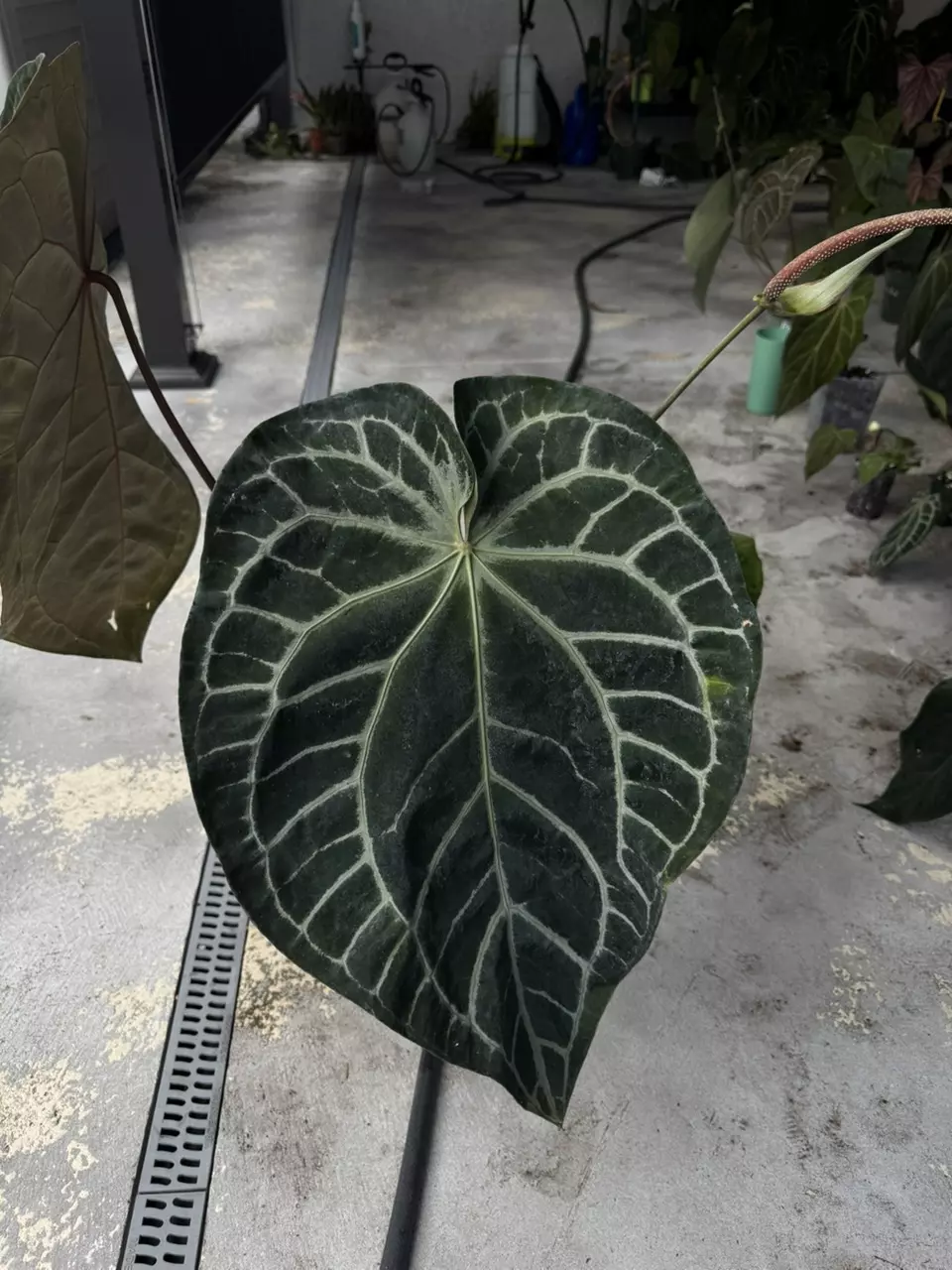 plant/anthurium Tim Anderson red crystal-1