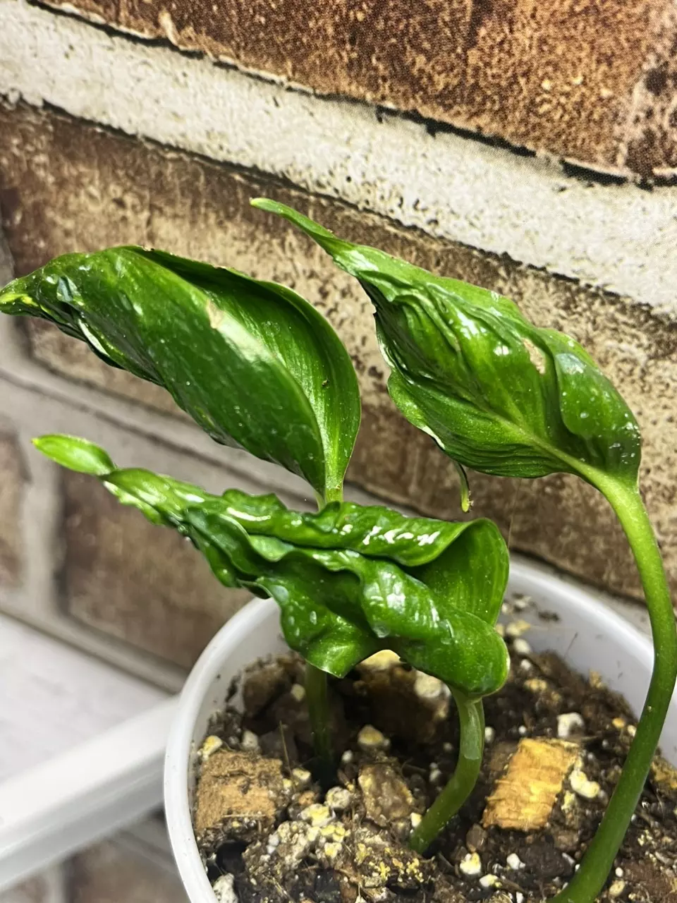 plant/Shangri La Pothos-1