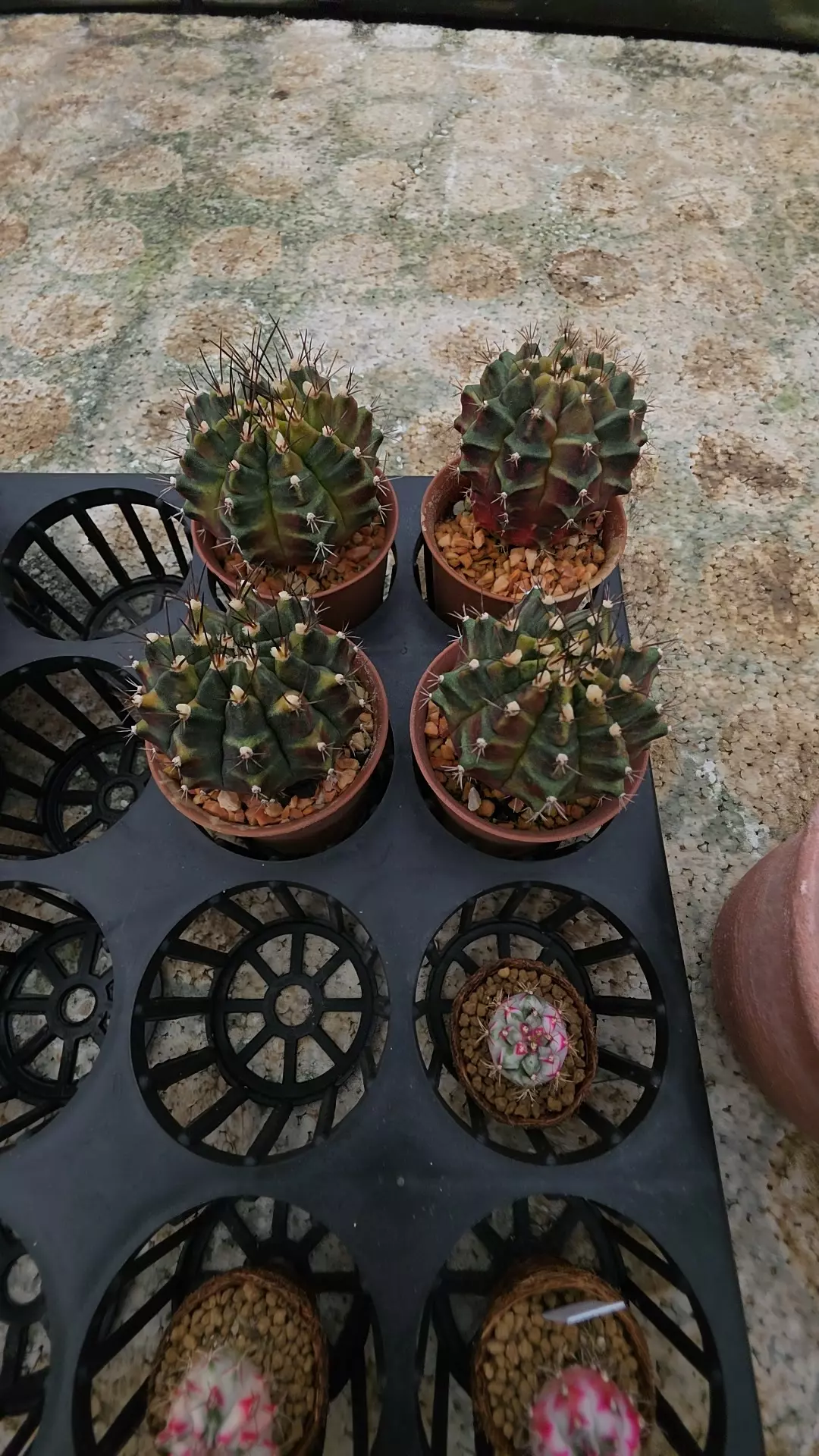plant/Gymnocalycium sepia b gc-0