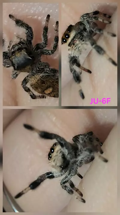 plant/JU-6F-1-thumbnail