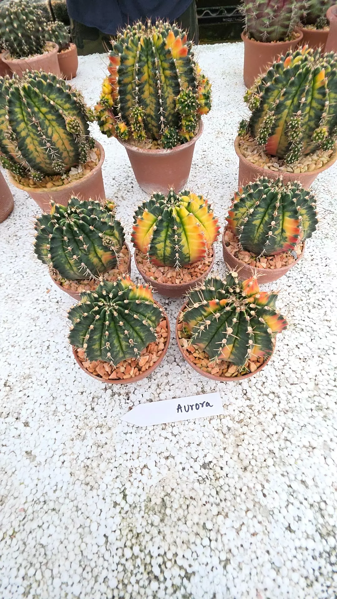 plant/Gymnocalycium aurora gc-0