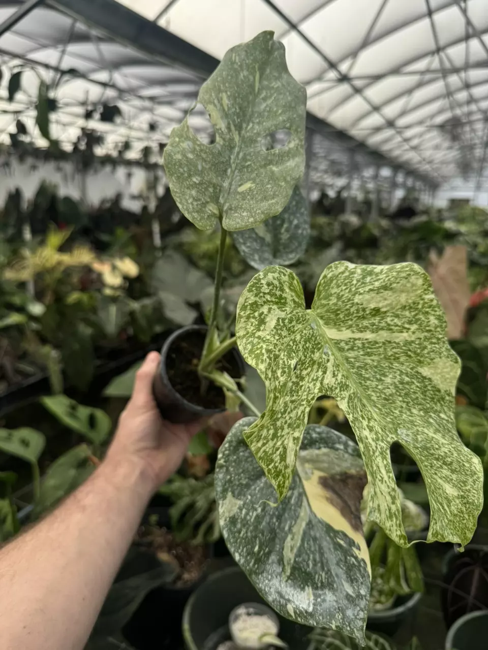 plant/Monstera Large Form Starlight type-1