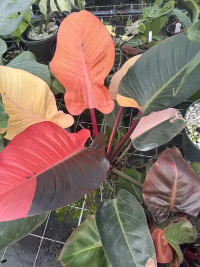 plant/Red Congo Variegated-0-thumbnail