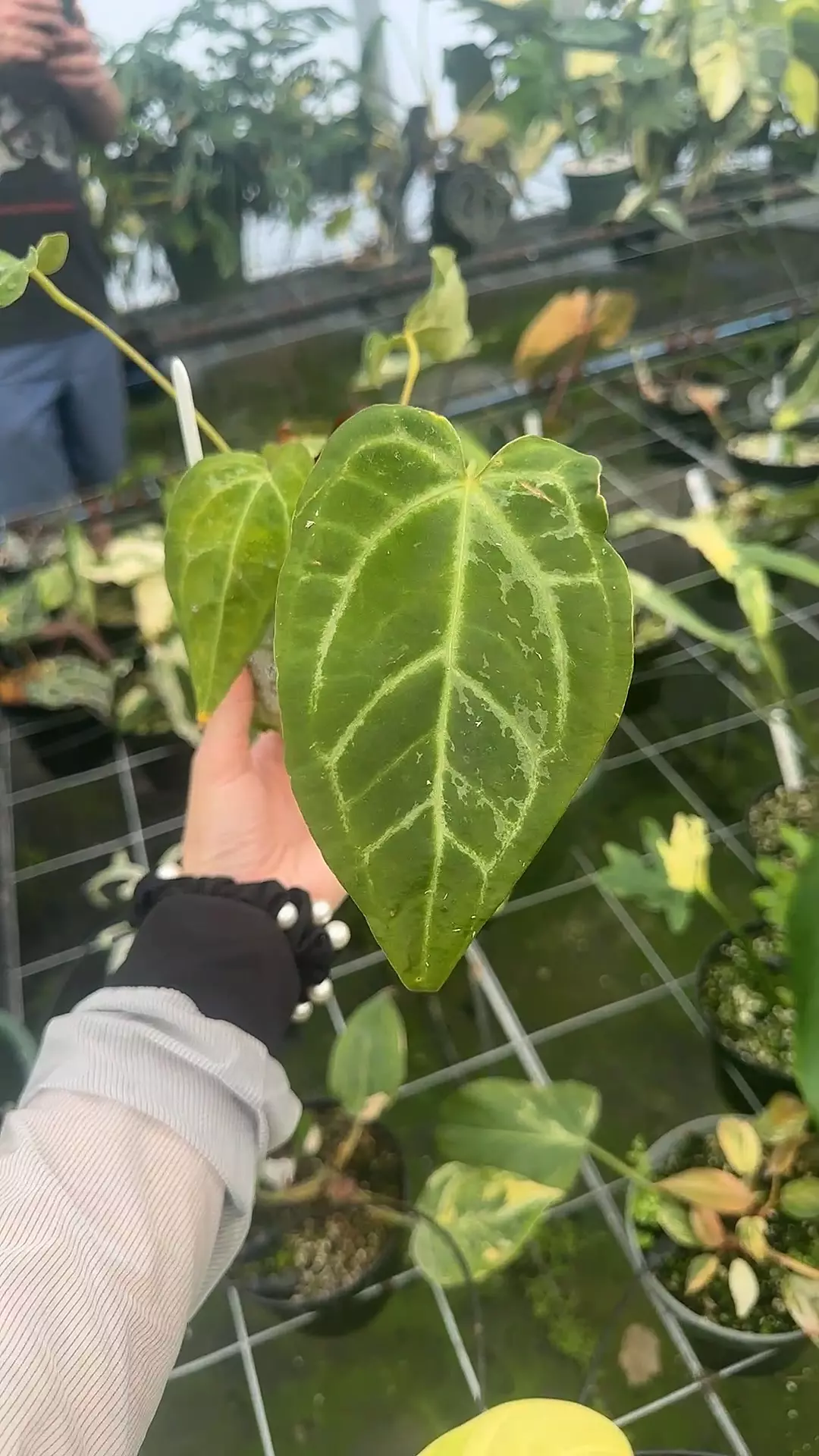 plant/Mag x Zara Michelle-0