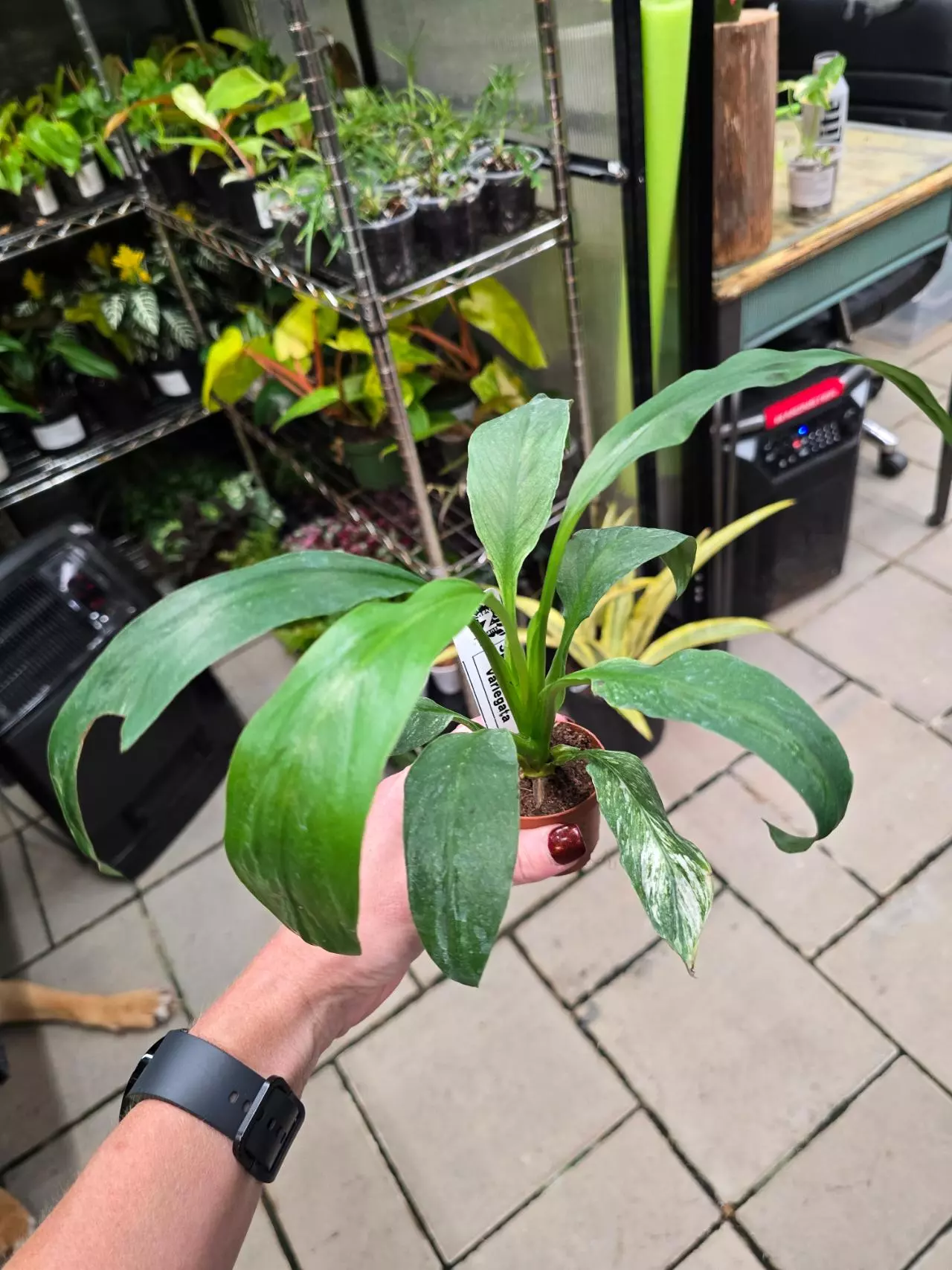 plant/1126 Spathiphyllum Variegata 2"-0