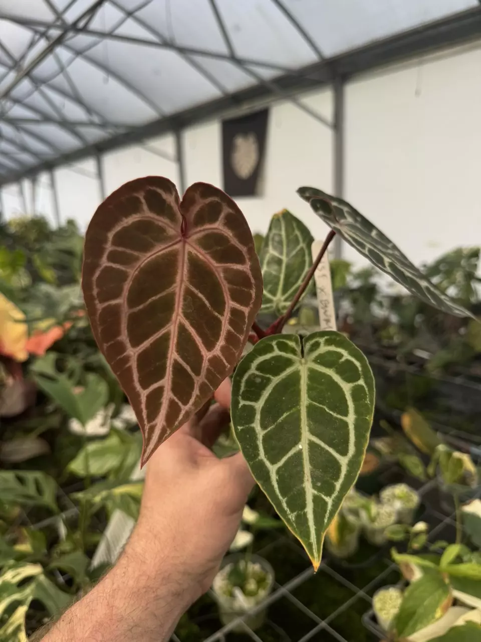 plant/NSE RC X BWM-0