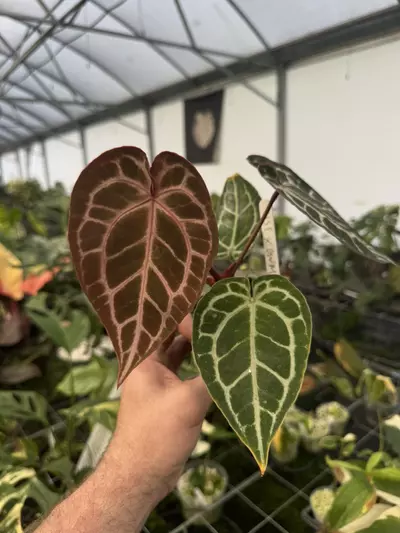 plant/NSE RC X BWM-0-thumbnail