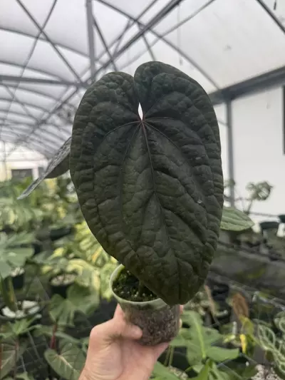 plant/RVDP X LUX DOUBLE-0-thumbnail