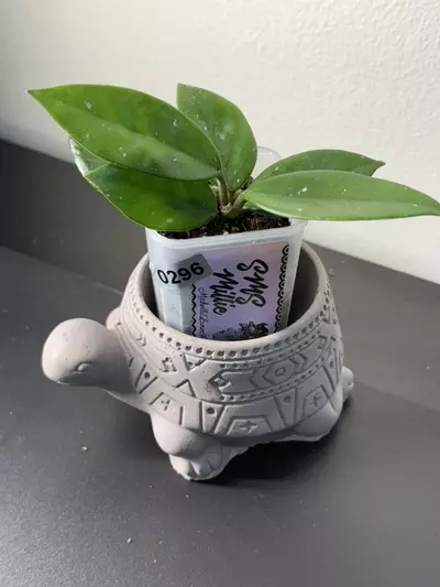 plant/296 SMS Millie-0-thumbnail