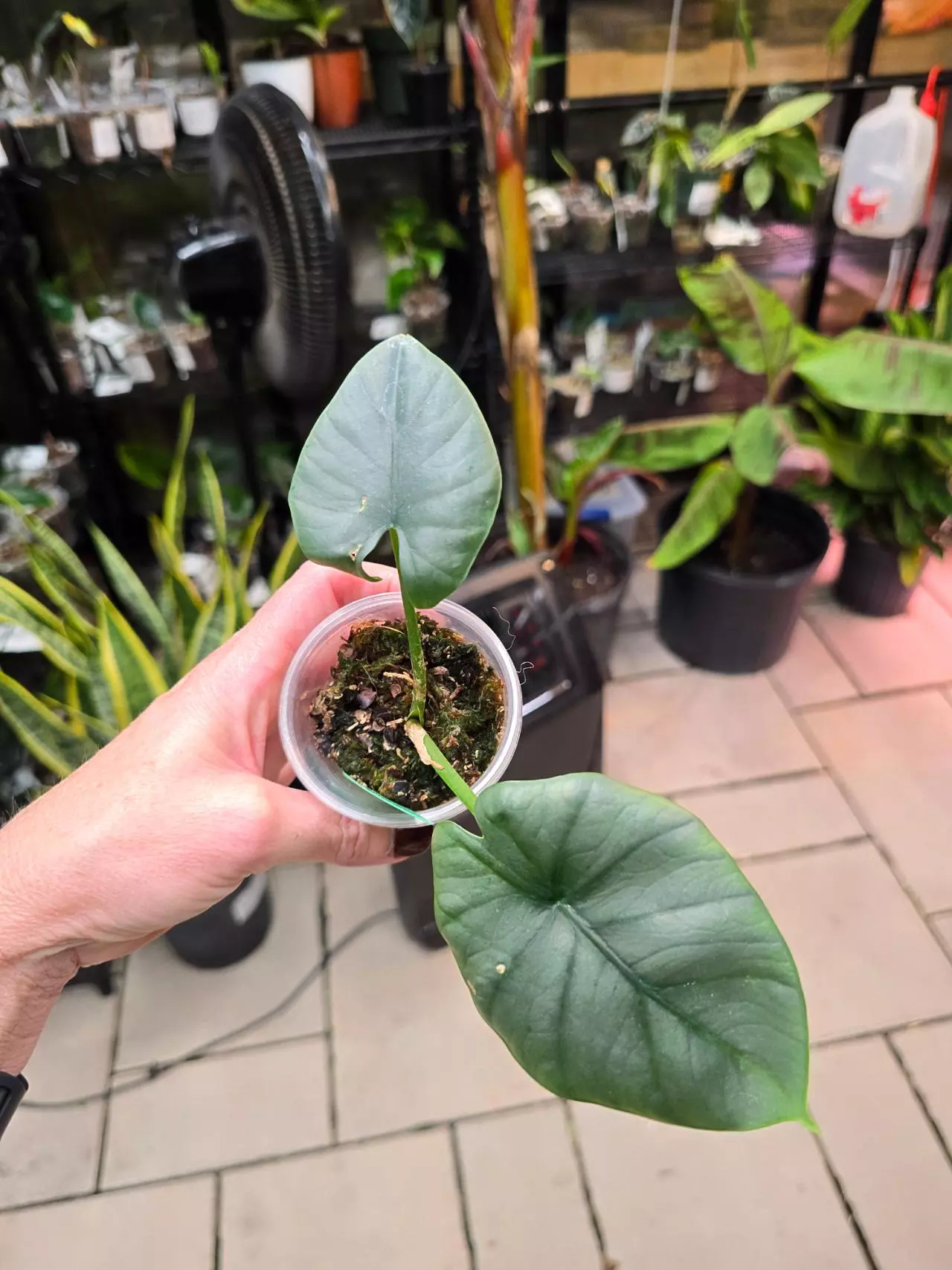 plant/1005 Alocasia Reggie-0