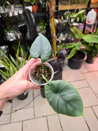 plant/1005 Alocasia Reggie-0-thumbnail