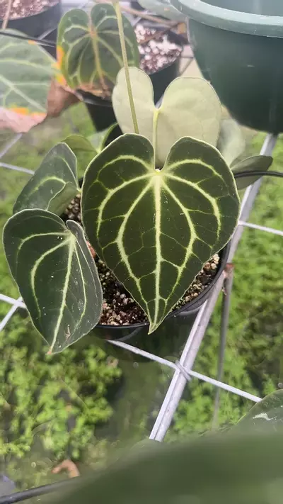 plant/King of Clarinervium-0-thumbnail