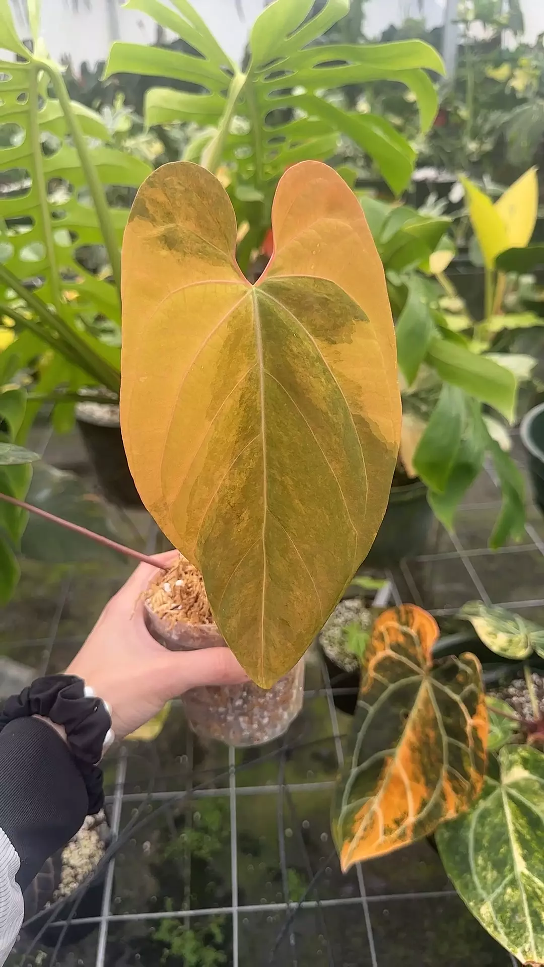 plant/Pap x Subsignatum Variegated-0