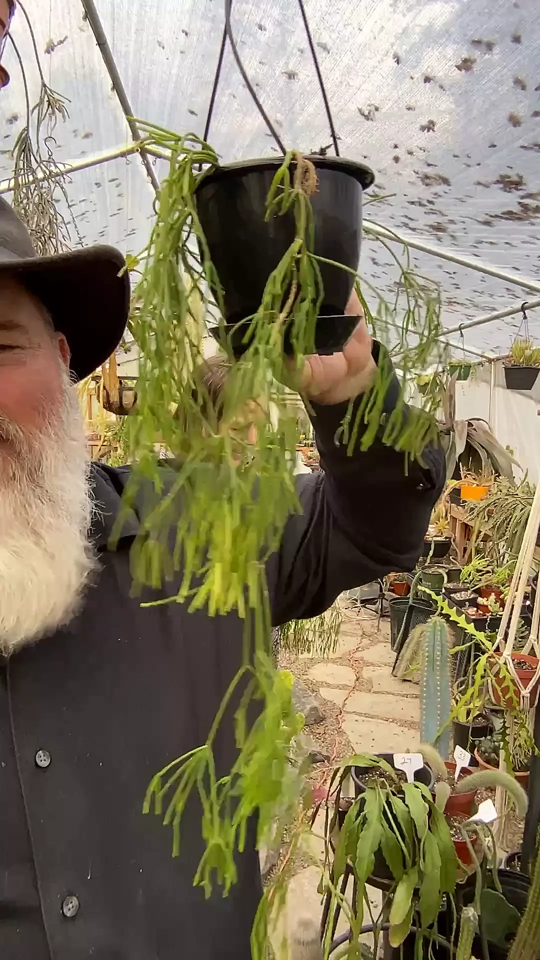 plant/Rhipsalis Clavata 4.5”-0