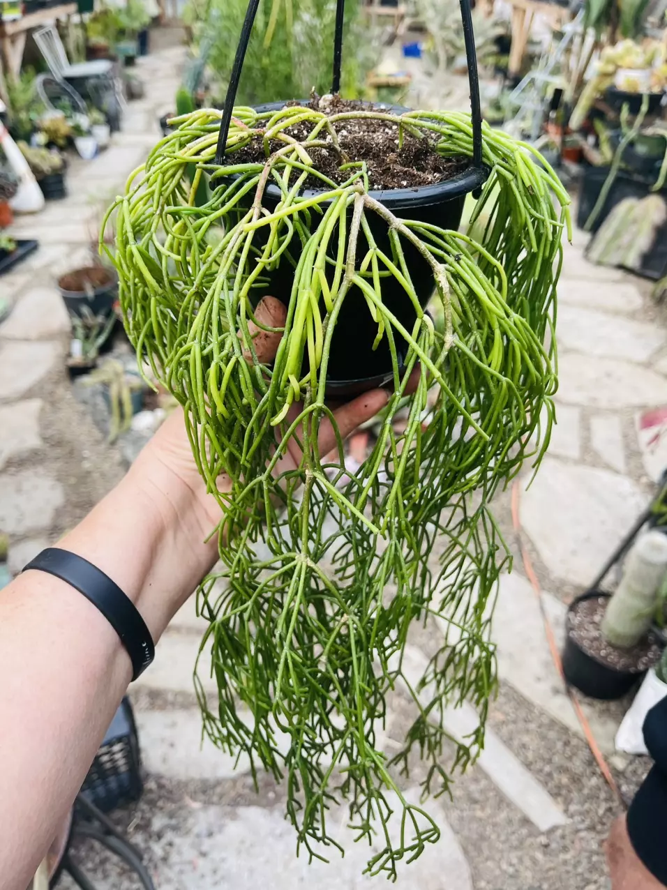 plant/Rhipsalis Clavata 4.5” Huge-0