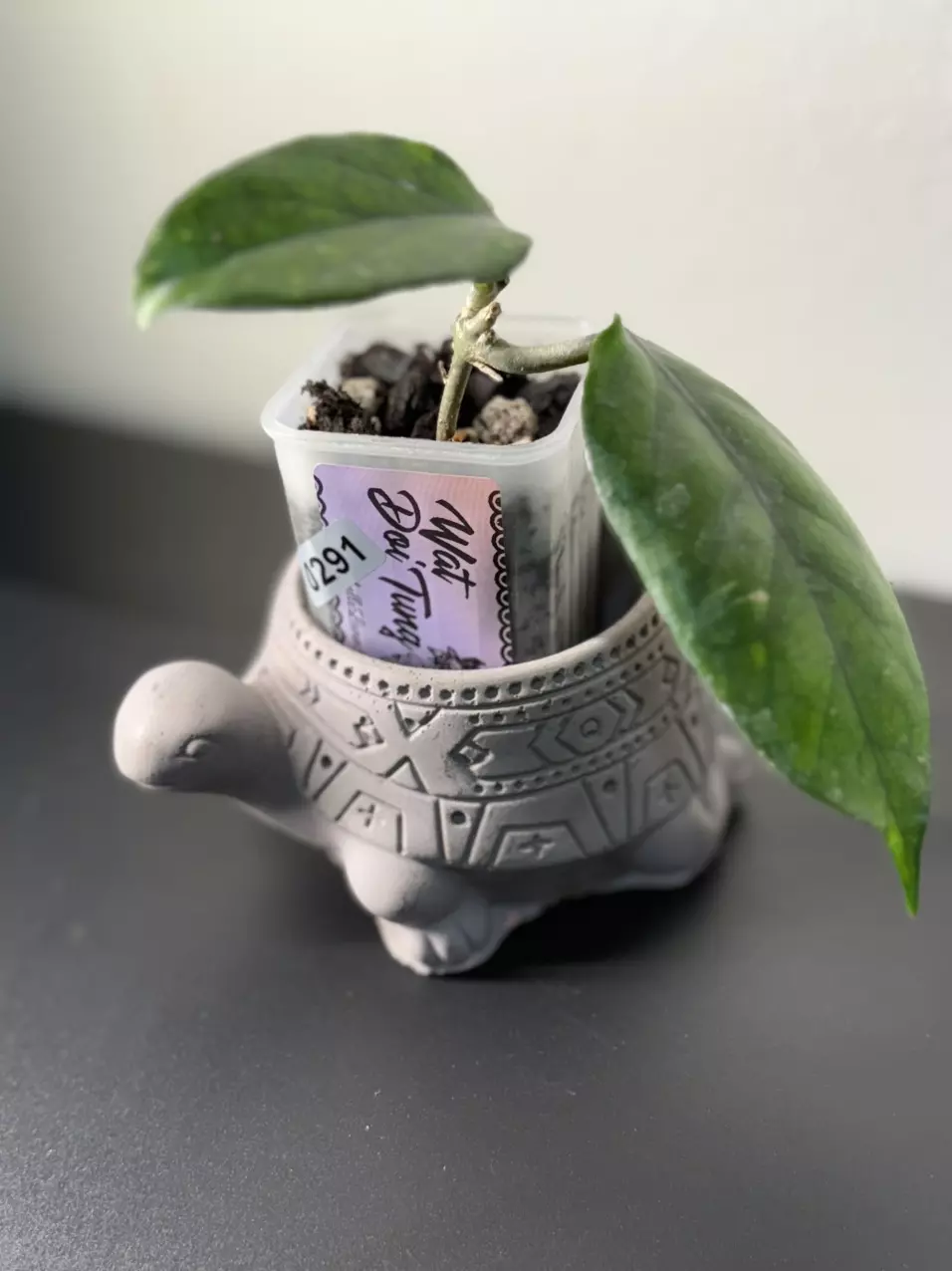 plant/291 Wat Doi Tung-0