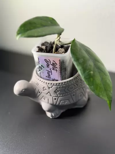 plant/291 Wat Doi Tung-0-thumbnail