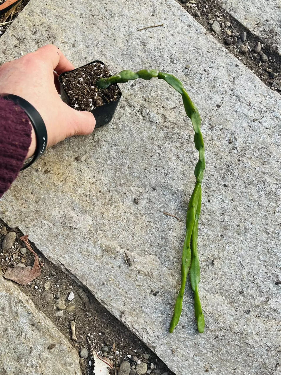 plant/Rhipsalis Paradoxa long 2”-0