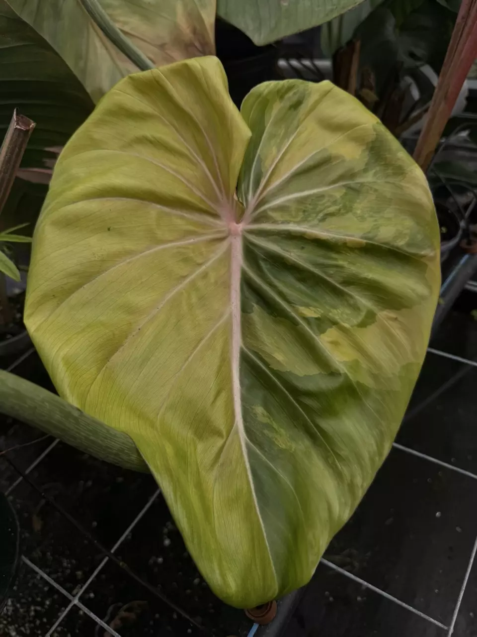 plant/XXL Variegated McDowell-1