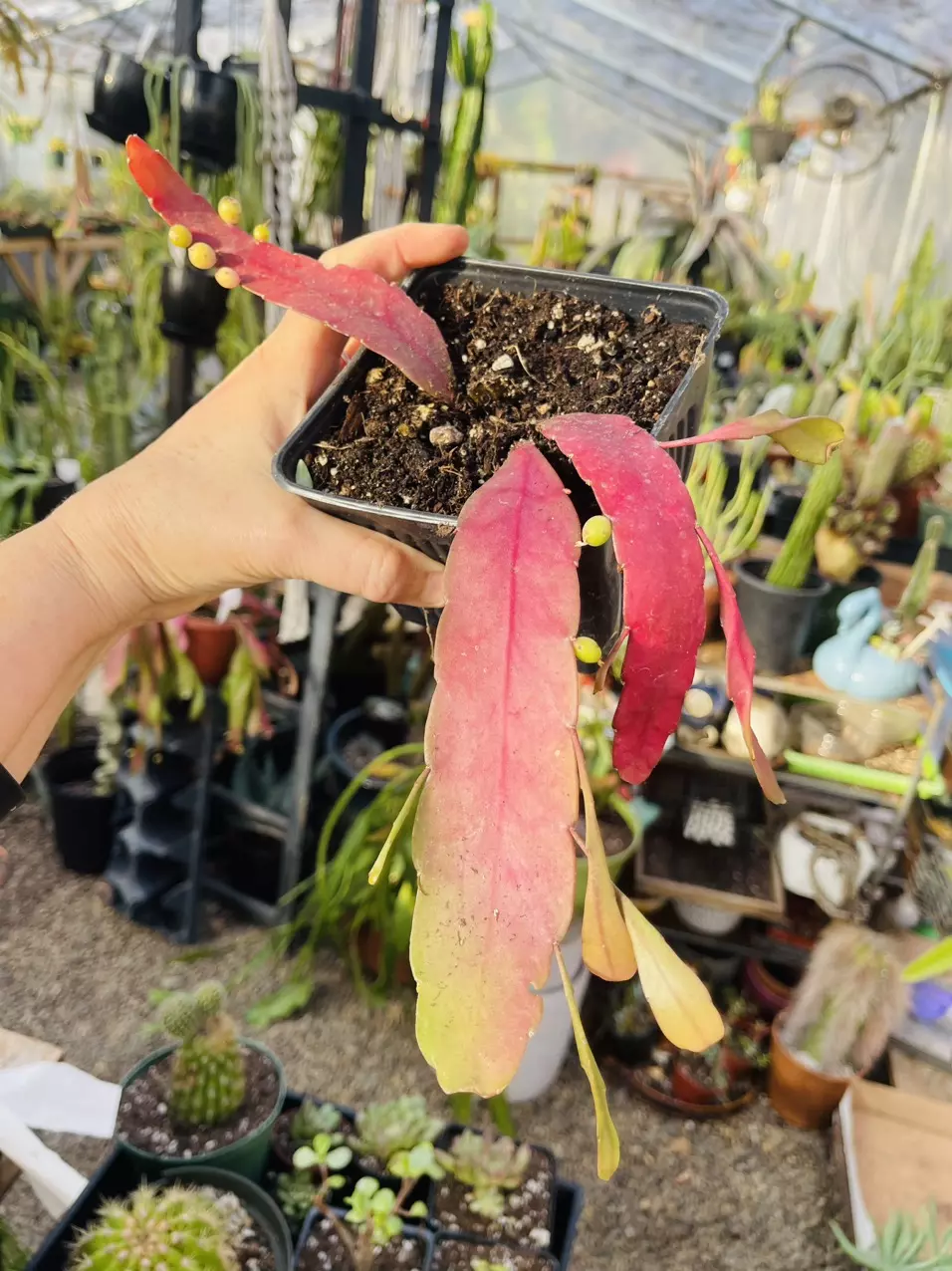 plant/Pseudo Rhipsalis Ramulosa 5”-0