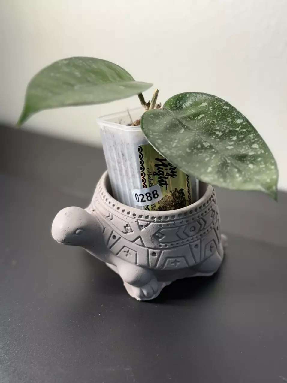 plant/288 Starry Night 🌟-0