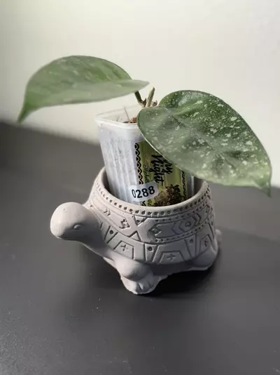 plant/288 Starry Night 🌟-0-thumbnail