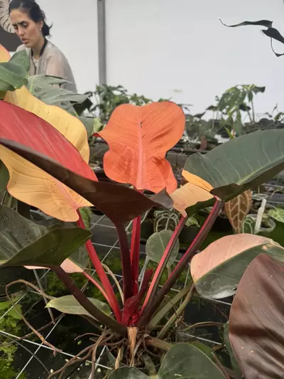 plant/Red Congo Variegated-1-thumbnail